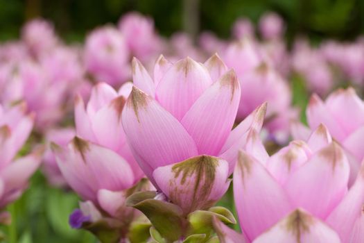 Siam tulip flower