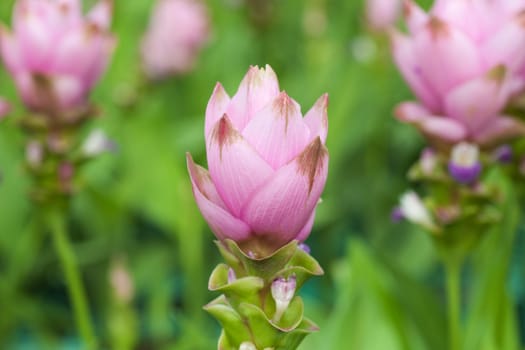 Siam tulip flower