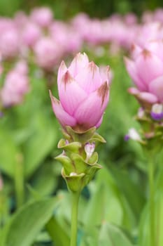 Siam tulip flower