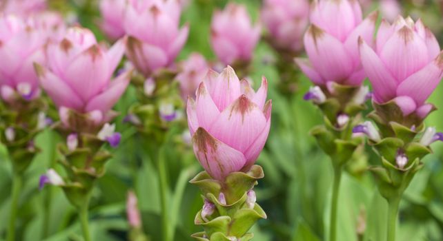 Pink field of Siam tulip