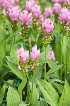 Siam tulip flower