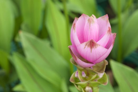 Siam tulip flower