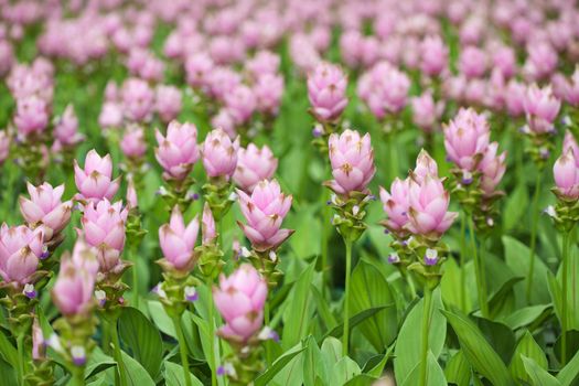 Pink field of Siam tulip
