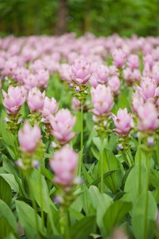 Pink field of Siam tulip