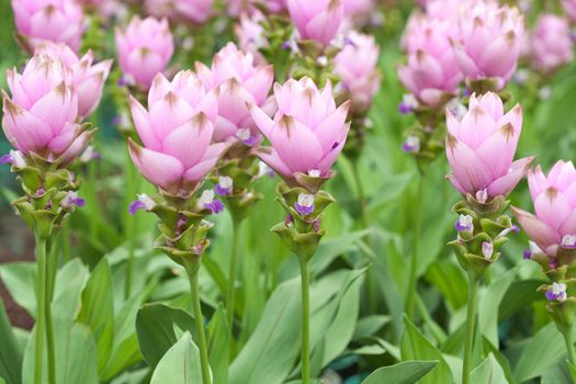Pink field of Siam tulip
