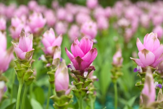 Siam tulip flower
