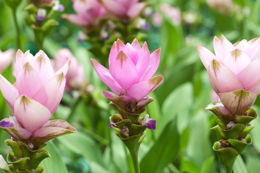 Pink field of Siam tulip