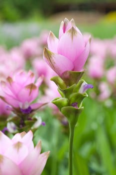 Siam tulip flower