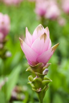 Pink field of Siam tulip
