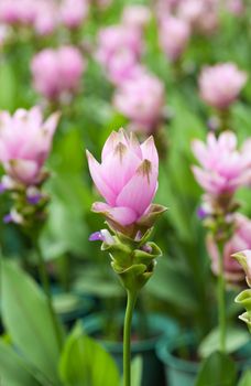 Pink field of Siam tulip