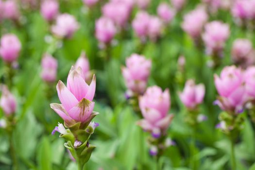 Pink field of Siam tulip