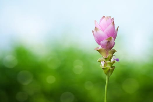 Siam Tulip