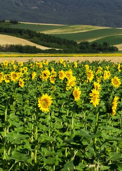 Yellow sunflowers on field with green leaves