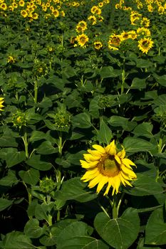 Yellow sunflowers on field with green leaves