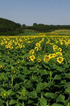 Yellow sunflowers on field with green leaves