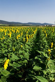 Yellow sunflowers on field with green leaves
