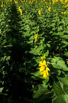 Yellow sunflowers on field with green leaves