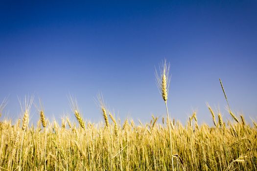 Golden wheat field before harvest.