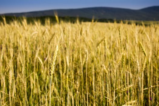 Golden wheat field before harvest.