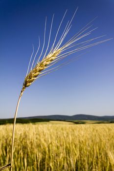 Golden wheat field before harvest.