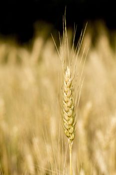 Golden wheat field before harvest.