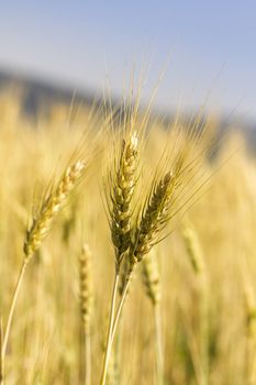 Golden wheat field before harvest.