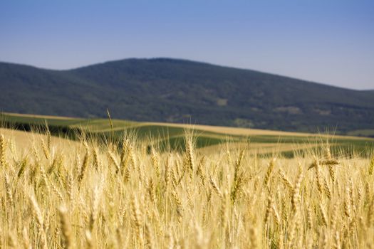 Golden wheat field before harvest.