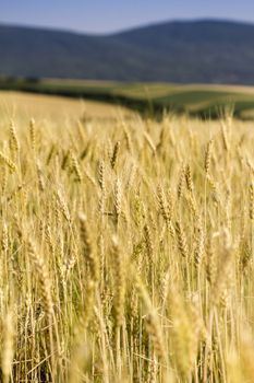 Golden wheat field before harvest.