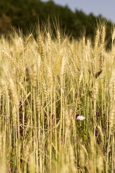 Golden wheat field before harvest.