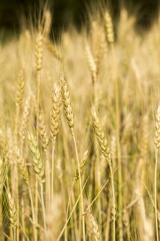 Golden wheat field before harvest.