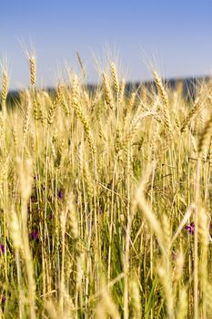 Golden wheat field before harvest.