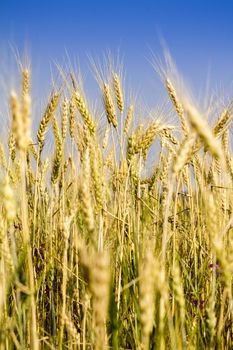 Golden wheat field before harvest.