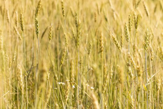 Golden wheat field before harvest.