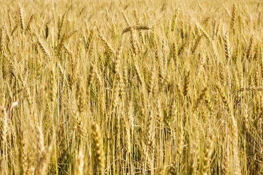 Golden wheat field before harvest.