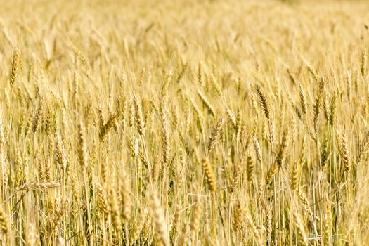 Golden wheat field before harvest.