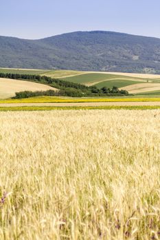 Golden wheat field before harvest.