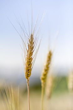 Golden wheat field before harvest.