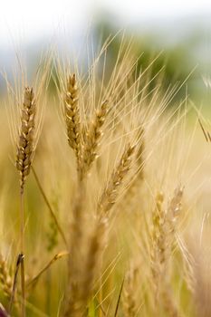 Golden wheat field before harvest.