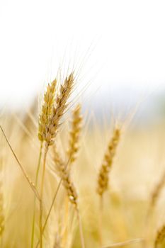 Golden wheat field before harvest.