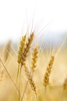 Golden wheat field before harvest.