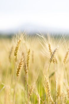 Golden wheat field before harvest.