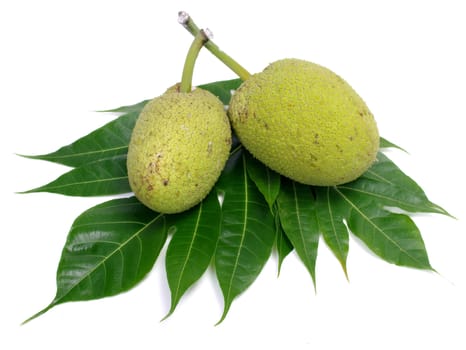 Breadfruit f isolated