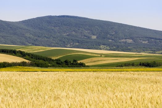 Golden wheat field before harvest.