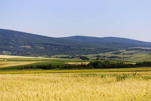 Golden wheat field before harvest.