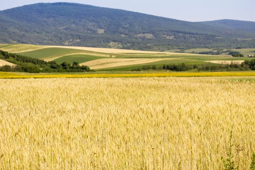 Golden wheat field before harvest.