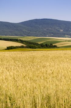 Golden wheat field before harvest.