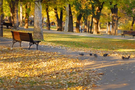scenic autumn park at sunny day, trees and leaves on grass, Kalemegdan - Serbia