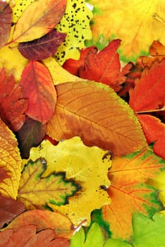 various bright colorful autumn tree leaves background