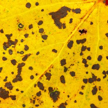 abstract natural yellow spotted autumn leaf texture closeup