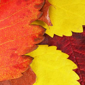 various bright colorful autumn tree leaves background